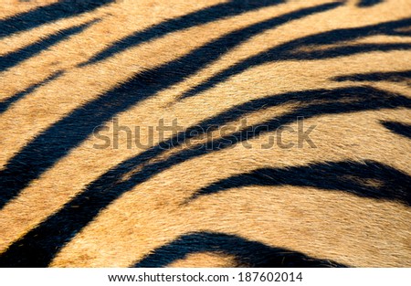 texture of tiger skin
