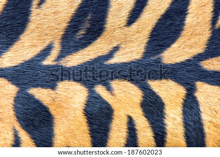 close up tiger skin texture