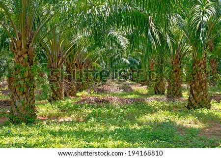 Palm plantations