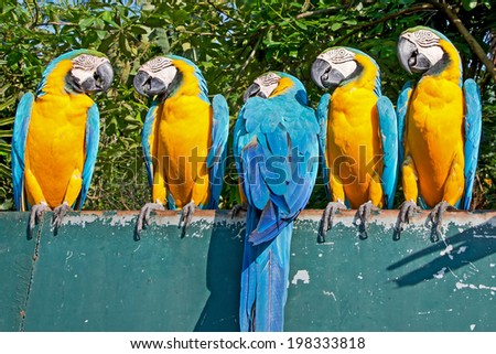 Groups of birds, macaws, sunbathe