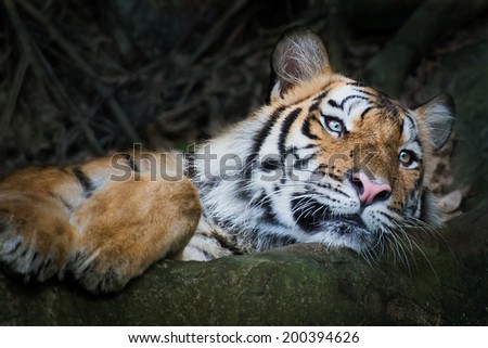 Bengal tigers sleep in zoo.