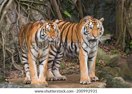 Two tigers are staring victim.
