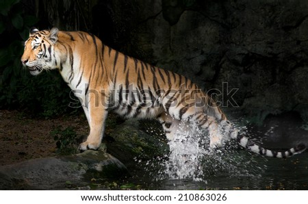 Tiger, Tiger kick water at twilight.