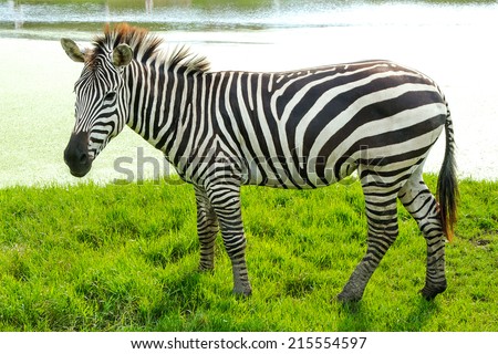 Zebra is standing There is a lake behind the scenes