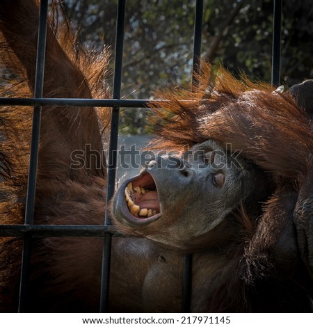 Orangutan in captivity help I want to go out with me.