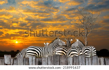 Family zebra, zebra, many live together in at sunset.