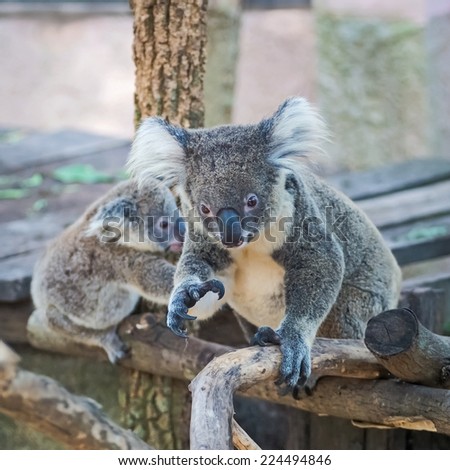 Thailand koala bear with her baby at the zoo.