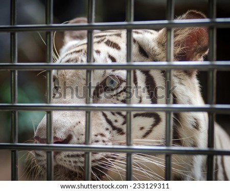 White Tiger eyes (Panthera tigris)