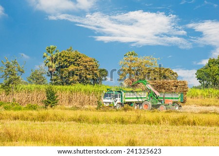 Farmers harvest Sugar Cane to be processed.