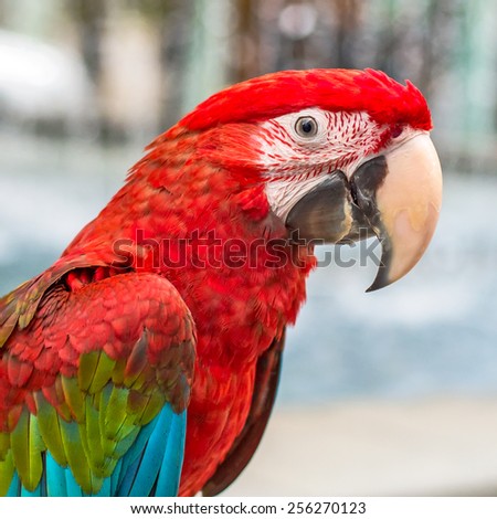 Close-up Red cute macaw parrot
