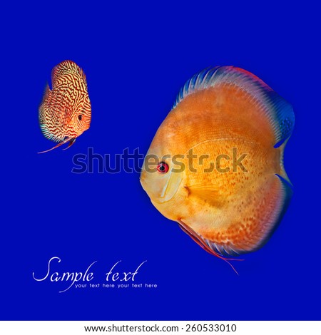 Beautiful Discus Fish isolated on Blue, freshwater fish native to the Amazon River, in aquarium