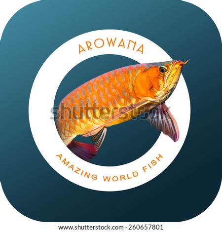 Swimming Red Arowana, amazing world fish