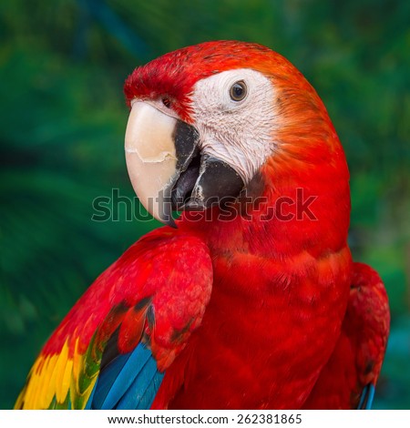 Close-up Colorful red parrot