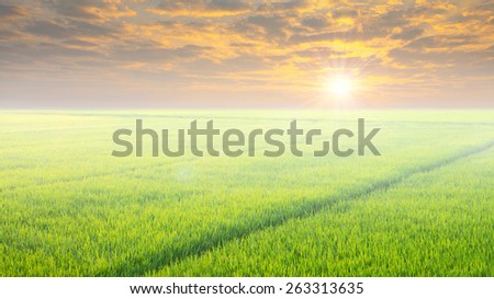 Green rice fields with the sun in the morning.