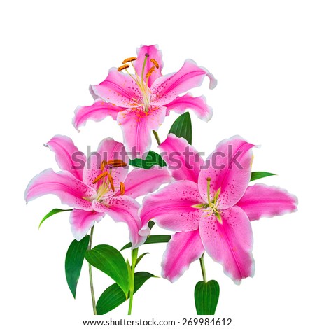 Beautiful pink lily, isolated on white background