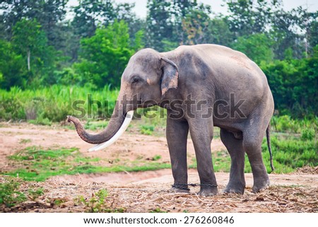 Asian elephants in the rural Pets them work.