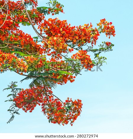 Royal Poinciana, Flamboyant, Flame Tree, that is the way of the countryside.