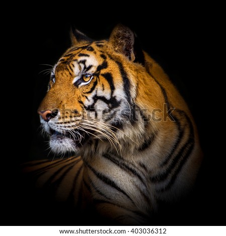 Tiger, Bengal tiger