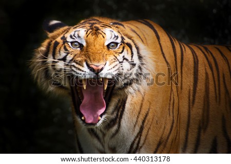 Close up Tiger get angry, it looking mad.
