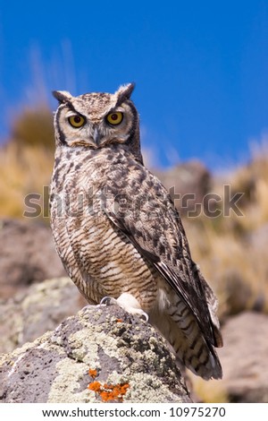 Great Horned Owl (Bubo Virginianus) in Patagonia, Southern Argentina.