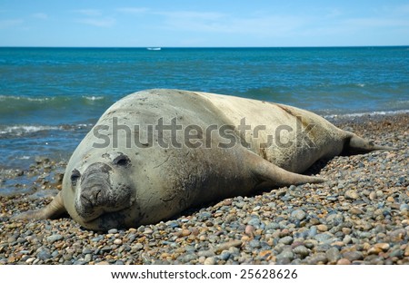 elephant seal in the coast of peninsula valdes, patagonia, argentina.