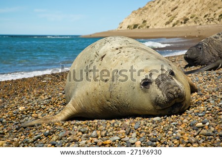 Elephant seal in Peninsula Valdes, Patagonia.