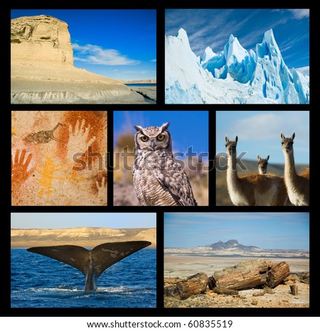 Collection of Patagonia images, showing wildlife and landscapes, petrified woods, cave paintings.