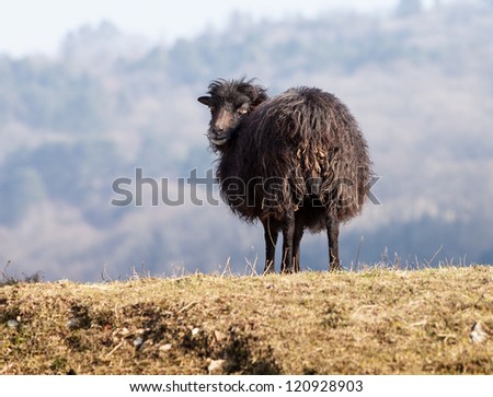 Portrait of a black domestic sheep Ouessant,which is the smallest sheep in the world, adapted to live in windy areas.