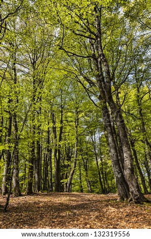 Beautiful footpath in a green deciduous forest in spring, located in Vosges Mountains in the eastern part of France.
