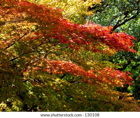 Super autumn colors mix.....Japanese style..:))