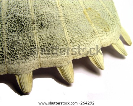 close up of a turtle shell bone