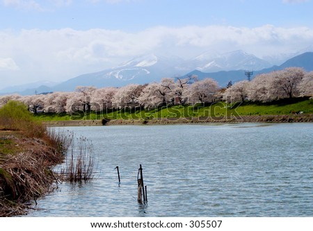 From an ordinary riverside,thorugh a beautiful blossomed cherry trees to the high mountain in the cloudy sky....a lanscape story.....from Japan...:)