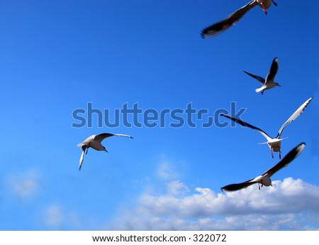 Some birds flying over the blue cloudy sky.In the upper left part you can insert a message suggesting a flying message