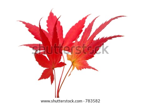 Three maple leaves over white background.The focus is on the front part of the leaves the rest of the image is intentionally blurry