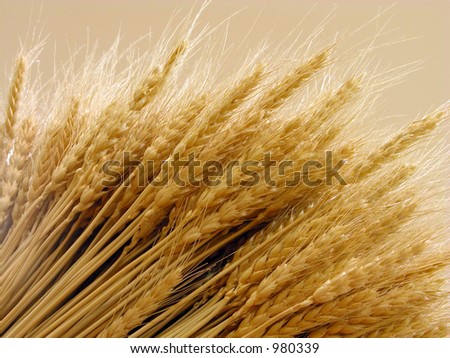 Wheat ears-close-up in special lighting condition
