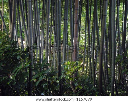 a view from a bamboo forest....dark because there was dark........