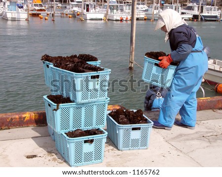 Woman working at a pier  during seaweed harvest period at the Matsushima bay a very famous touristic area in Japan