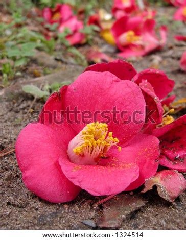 Camellia flower in the soil in the end of the spring.Selective focus on the flower.