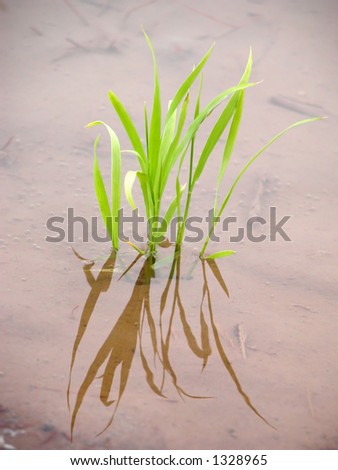 Extreme close up of a new rice plant in the spring rice field(in water)