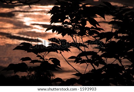 Sunset colors:the foreground twigs and leaves silhouettes,the background is the sunset colours reflections in the ocean...Matsushimma,Japan.