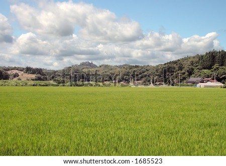 Specific rural Japanese landscape in a rice culture area during the summer.