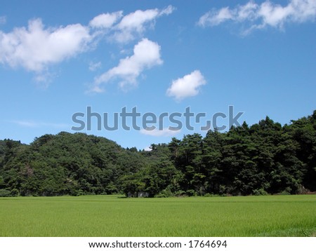 Japanese rural summer landscape with green rice field, bamboo forest and blue cloudy sky.