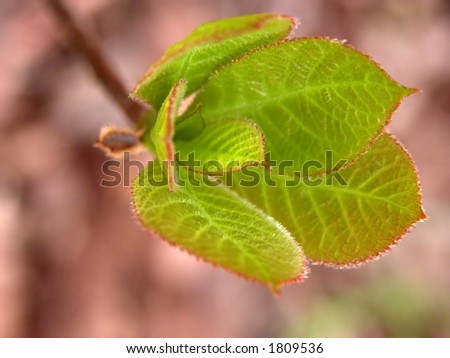 Extreme close up and selective focus on some fresh new leaves over a blurry forest background.