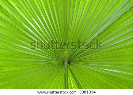 Extreme close-up image of a palm leaf-useful natural background image.