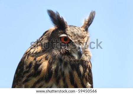 Close-up image of an eagle owl against a blue background.