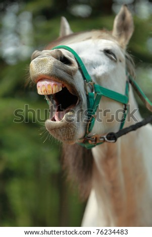A Horse Yawning
