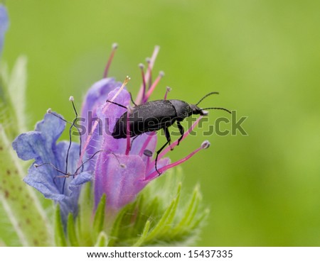 Funny black bug sitting on blue flower