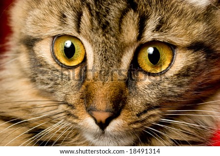 Funny looking cats face closeup