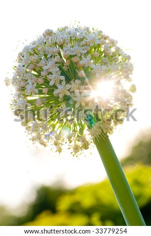 blooming onion flower head lit by sun