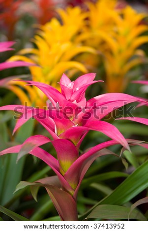 Tropical Flowers on Beautiful Bromelia Tropical Flowers Stock Photo 37413952